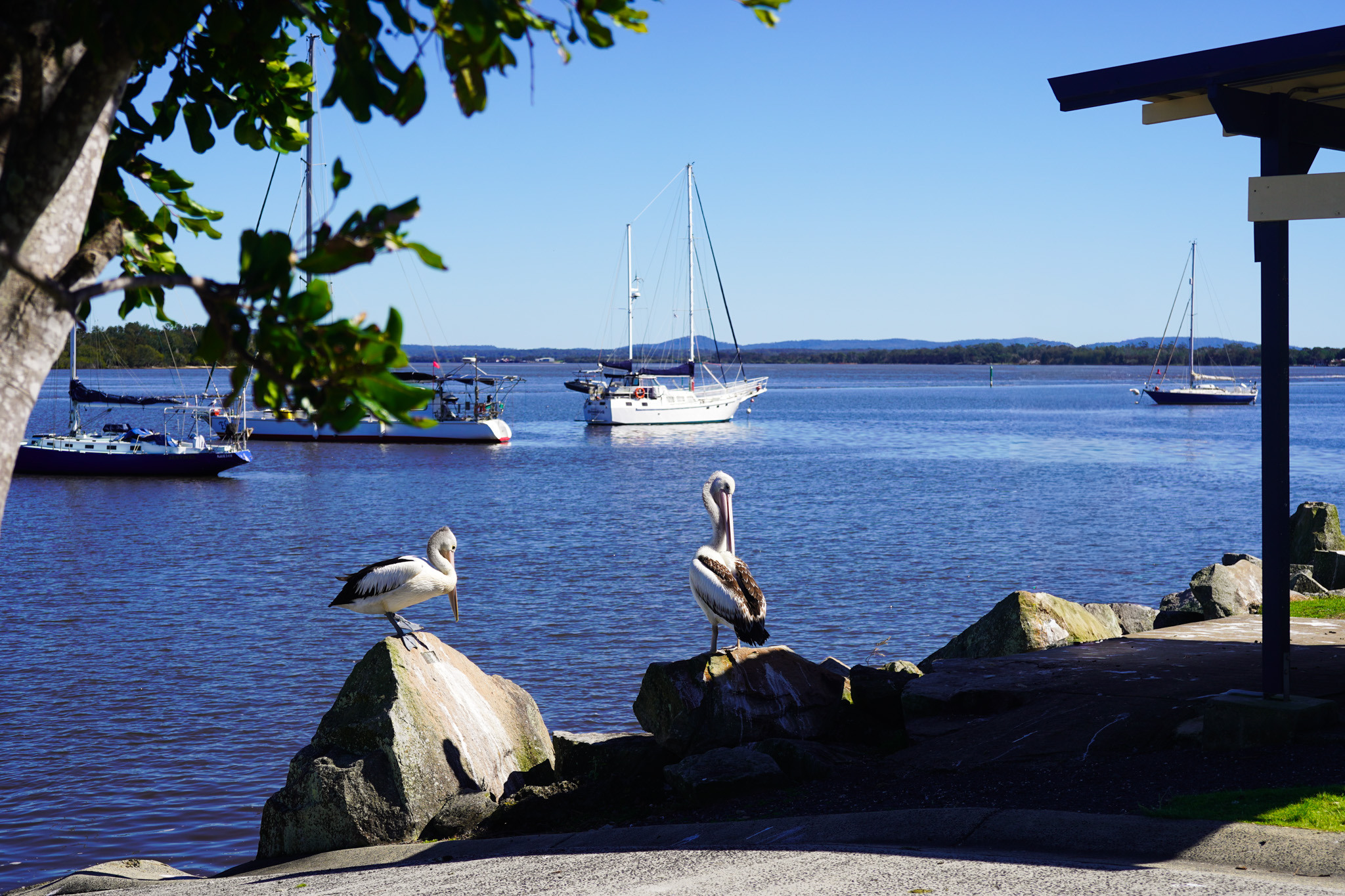 Iluka Riverside, Wildlife on the shoreline