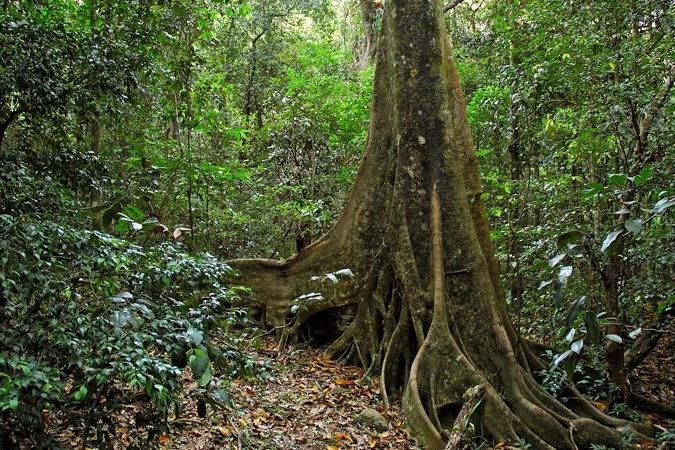 Iluka Rainforest Walking Track NSW